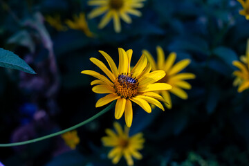 Obraz premium Jerusalem artichoke in the Kharkov courtyard. Beautiful yellow flower.