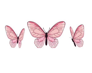 butterfly isolated on white