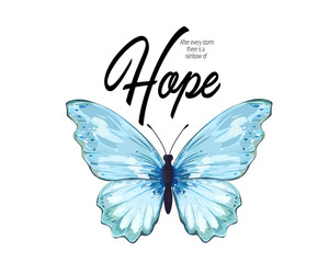 butterfly on white background