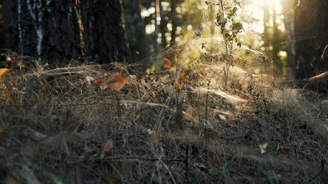 Dry grass covered with dense cobwebs at sunset in forest