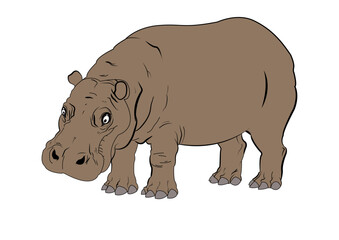 Vector illustration of Hippopotamus.
