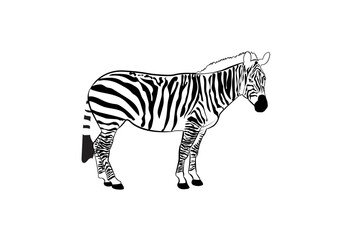 Flat vector illustration of Zebra.
