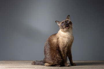 Siamese cat with blue eyes sitting on wooden table with blue background. Blue diamond cat sitting in the studio.Thai cat looking something.