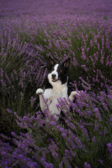 dog in a lavender field