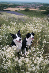 two border collie dogs in daisies