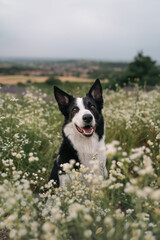 border collie dog in daisies