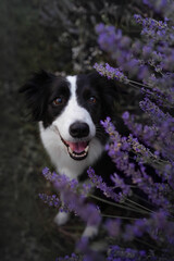 dog in a lavender field