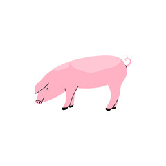 Farm animal. Pig standing. Hand drawn funny contemporary drawing livestock, pork meat symbol, cute pink mammal, cartoon flat isolated vector swine illustration