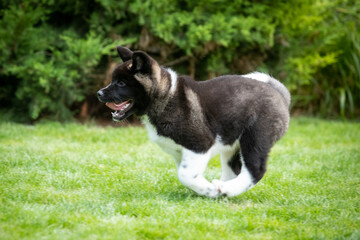 American Akita puppies walking on green grass