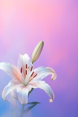 Naklejka premium The pristine white petals of the delicate daylily, standing out against a rosy pink background, creates an idyllic and ethereal scene