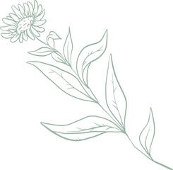 Fototapeta premium Line art watercolor flower illustration