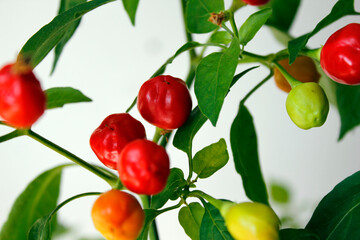 chili plant on white background, agriculture with chili peppers, chili harvest in september and october in autumn, fresh red and orange chili	