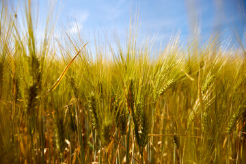 Beautifull view with rye wheat field and sky on a sunny summer day, closeup, selective focus