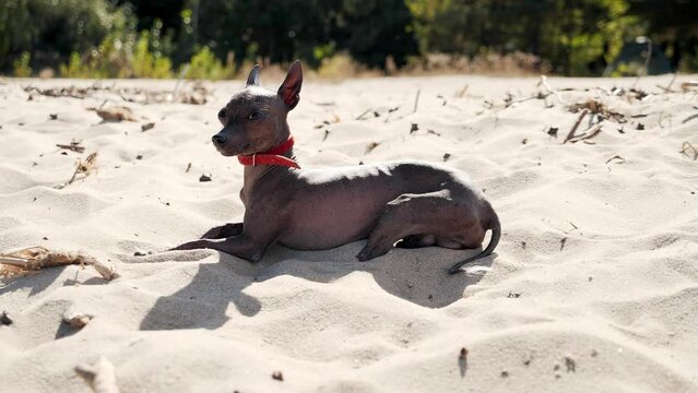 Xoloitzcuintle dog lying on the beach under the sun