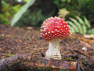 Large red toadstool in the forest on brown ground