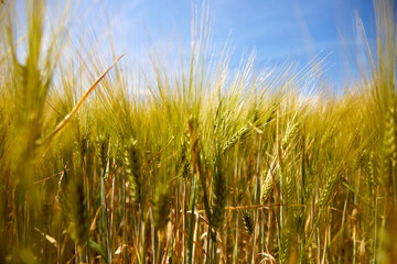Beautifull view with rye wheat field and sky on a sunny summer day, closeup, selective focus