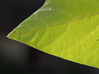Back-lit green leaf showing its structure