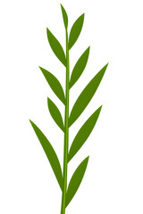 Fototapeta premium green leaves isolated on white background