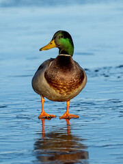 Male mallard standing on a sunlit frozen lake