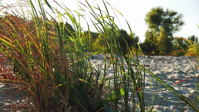 Reeds grows on the beach, against the backdrop of a forest belt on a sunny day