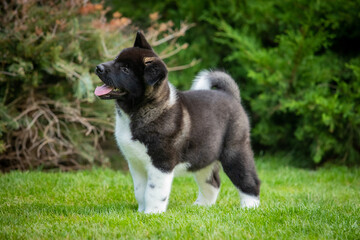 American Akita puppies walking on green grass - Powered by Adobe