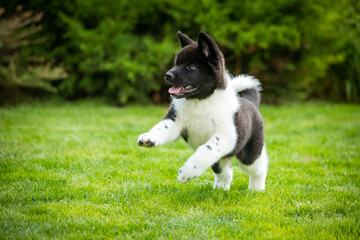 American Akita puppies walking on green grass