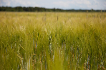 Summer scenery with a rye field and beautiful cloudy sky