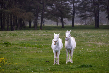 two white horses in a foggy forest, Bolu, Turkey