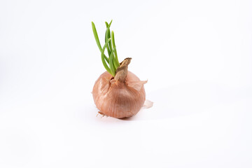 A yellow onion with green sprouts on a white background.