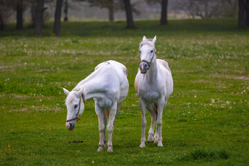 Naklejka premium two white horses in a foggy forest, Bolu, Turkey