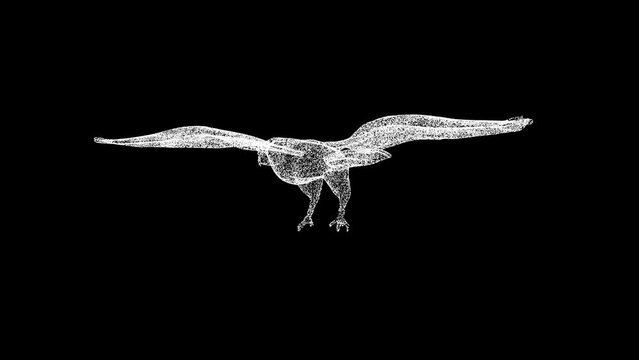 3D Falcon rotates on black background. Birds of prey concept. Wild birds. Business advertising backdrop. For title, text, presentation. 3d animation 60 FPS