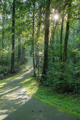Moss lined walking trail in a wooded area with morning light streaming through the trees highlighting the path.