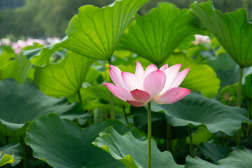 Obraz premium 満開の蓮の花