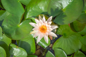 蓮池に咲く満開の白い花