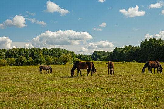 masurian landscape with horses near Glaznoty in Poland