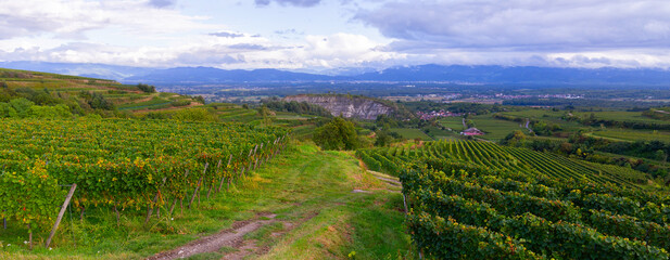Weinberge Reben Kaiserstuhl