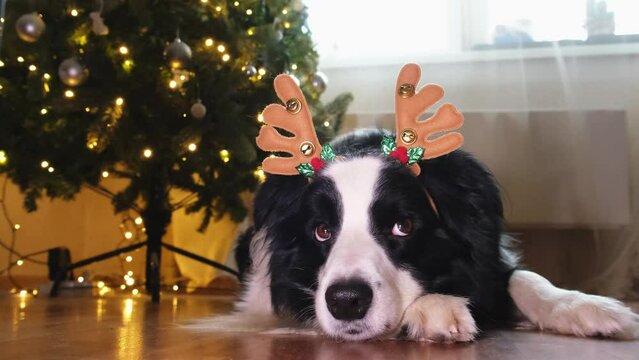 Christmas eve. Funny cute puppy dog border collie wearing Christmas costume deer horns hat lying near christmas tree at home indoors. Preparation for holiday. Happy Merry Christmas concept