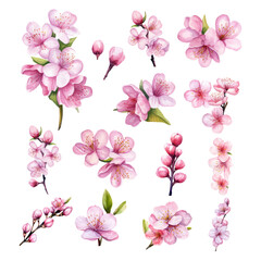 Set of Hand Painted Cherry Blossom Flower Watercolor