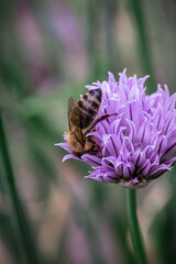 bee gracefully gathering nectar from blooming Chives, Allium schoenoprasum