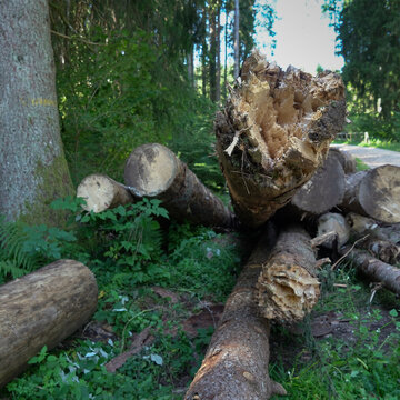 Alberi tagliati e troco spezzato