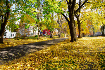 Upscale neighborhood colorful fall foliage of yellow maple trees, two story houses, thick rug of autumn leaves along quite residential street in Rochester, Upstate New York, USA
