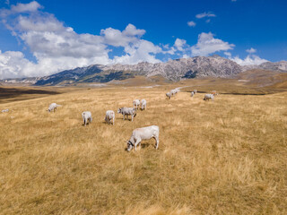 Fototapeta premium A herd of white cows on a free pasture in the meadows among the mountains. A herd of cows grazing