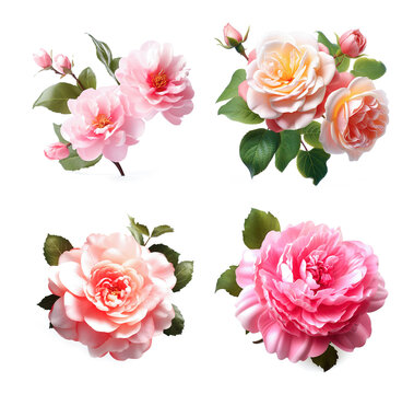 Image group of chinese rose flower on white background. Nature. Illustration, Generative AI.