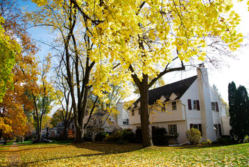 Upscale neighborhood colorful fall foliage of yellow maple trees, two story houses, thick rug of...
