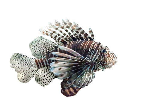 Devil firefish isolated on transparent background, side view. Pterois miles tropical fish cut out icon with copy space