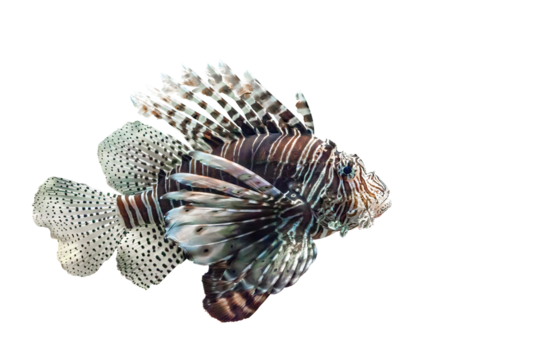 Devil firefish isolated on transparent background, side view. Pterois miles tropical fish cut out icon with copy space