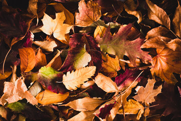 Halloween holiday concept. Beautiful autumn leaves as a background with an empty circle for text with spiders. Halloween background. Flat lay, top view, copy space