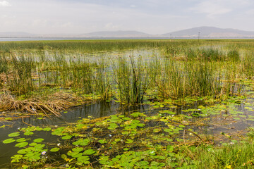 Papyrus plants at Awassa lake, Ethiopia