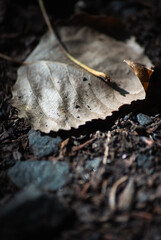 fallen autumn leaves