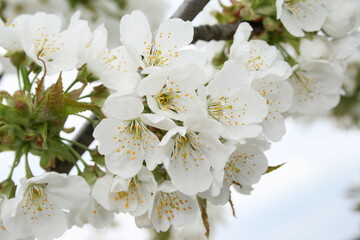 Glistening white petals radiate pure beauty, delicately clustered together on the branches of a majestic tree.
